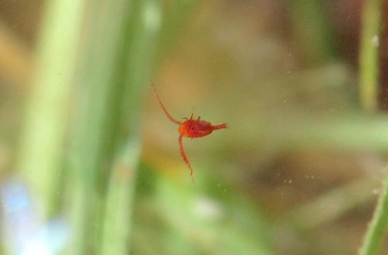 Chirocephalus gr. diaphanus di Civitella Alfedena  (PNALM)